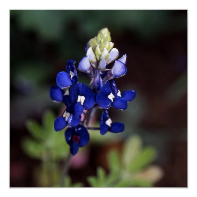 Pôster Lupinus texensis - Texas Bluebonnet Poster (Frente)