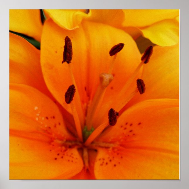 Poster Luscious Apricot (Frente)