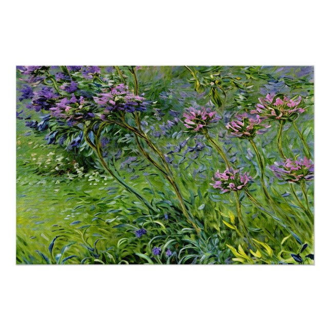 Pôster Lush e Vibrante Representação das Flores de Agapan (Frente)