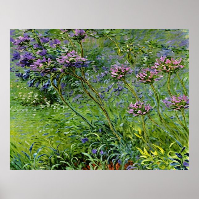 Poster Lush e Vibrante Representação das Flores de Agapan (Frente)