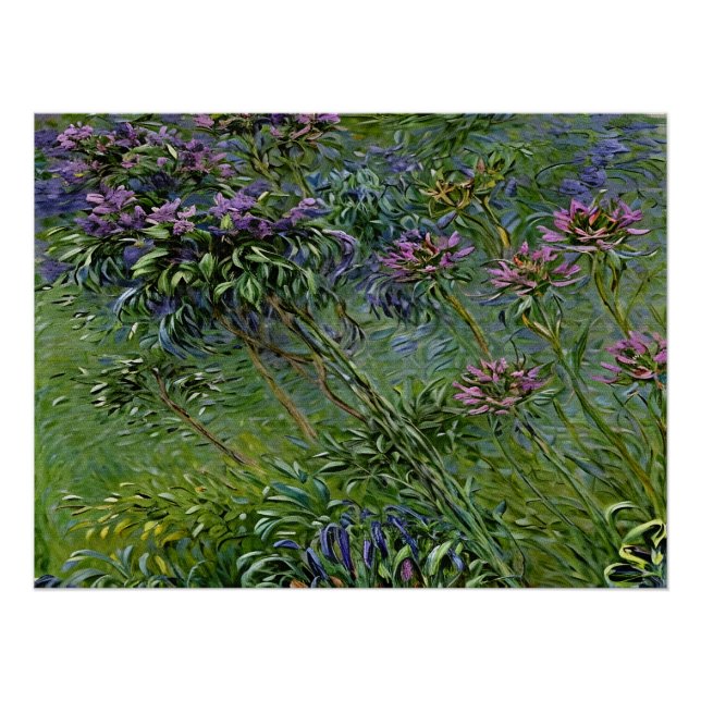 Pôster Lush e Vibrante Representação das Flores de Agapan (Frente)