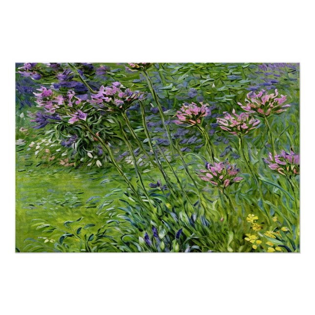 Pôster Lush e Vibrante Representação das Flores de Agapan (Frente)