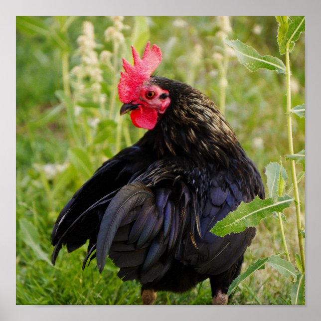 Poster Lutar contra o galo (Frente)