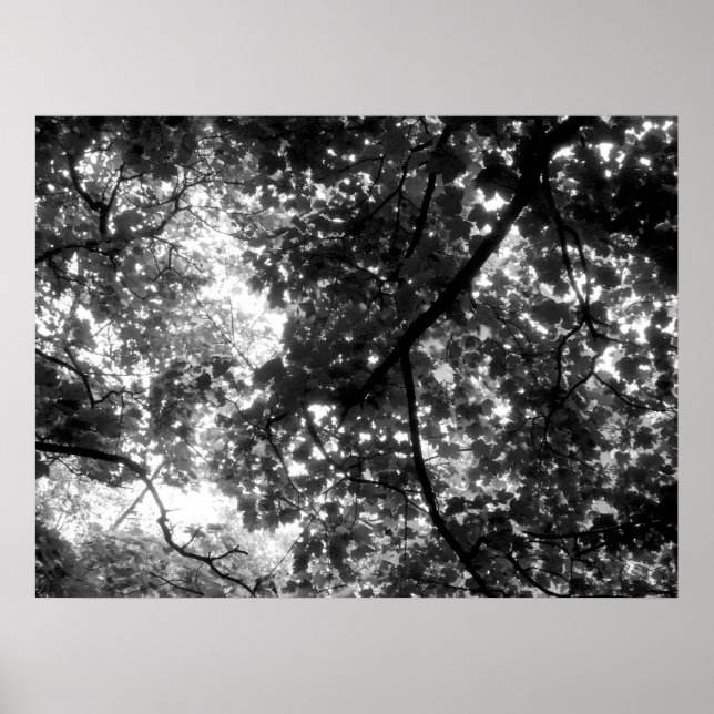 Pôster Luz através das árvores (Frente)