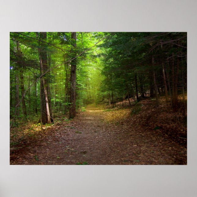 Pôster Luz da Floresta (Frente)