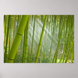 Pôster Luz da manhã filtrando através do bambu