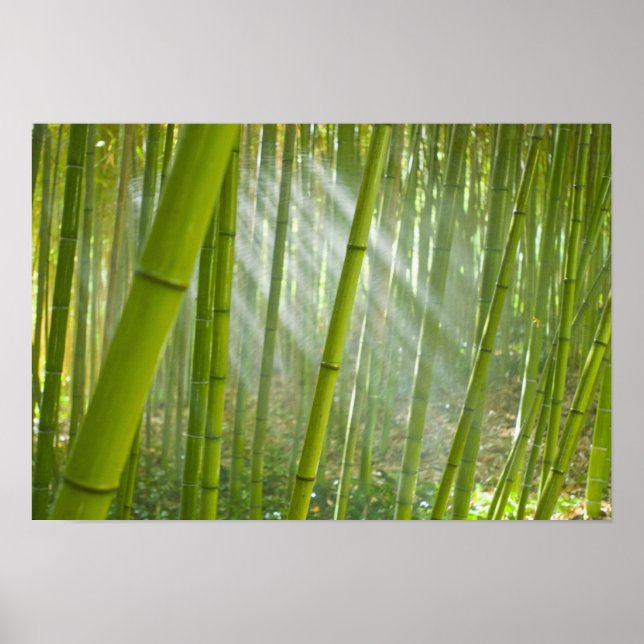 Pôster Luz da manhã filtrando através do bambu (Frente)