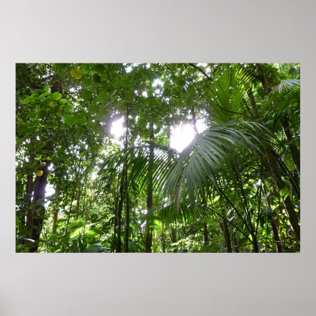Poster Luz do sol através da capa tropical da floresta tr (Frente)
