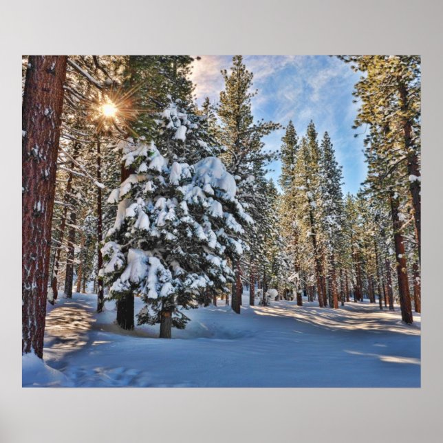 Pôster Luz do sol através da floresta (Frente)