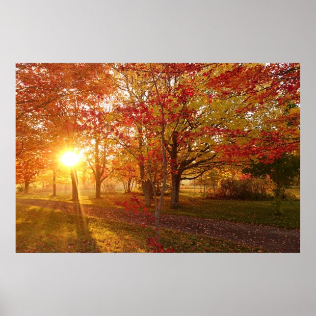 Poster Luz do sol através das árvores de caramelo vermelh (Frente)
