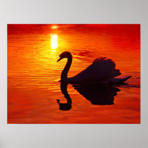 Poster Luz do Sol com Cisne