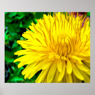 Poster Luz do sol do bom dia