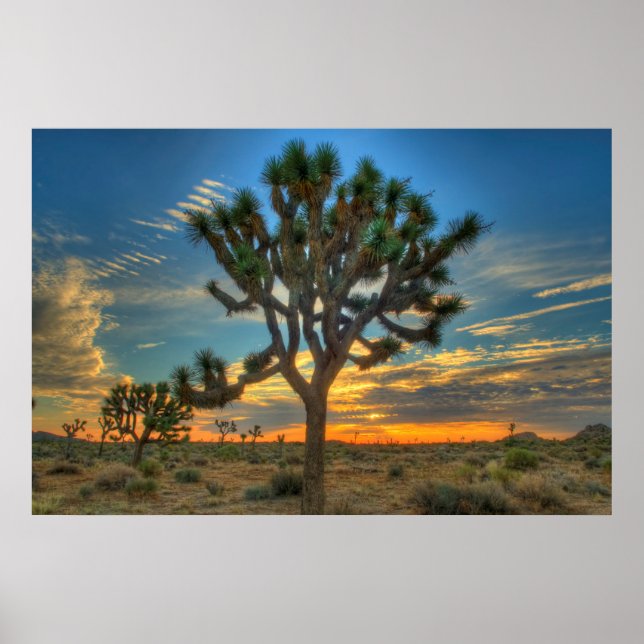Poster Luz Do Sol No Parque Nacional Joshua Tree (Frente)