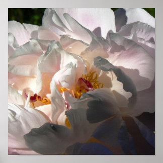 Pôster Luz e Sombra 2