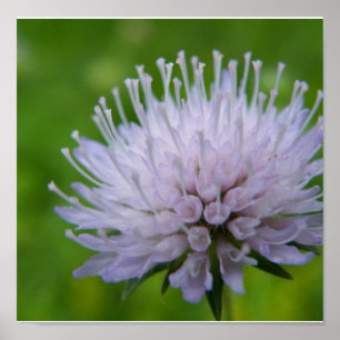 Pôster Luz - flor roxa