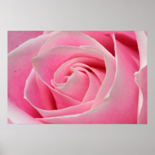 Pôster Luz - rosa 01 do rosa