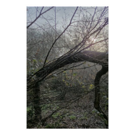 Pôster Luz Silenciosa da Floresta – Fotografia Minimalist