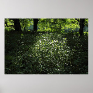 Poster Luz solar 01 da floresta