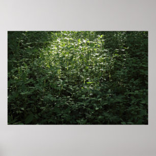 Poster Luz solar 02 da floresta