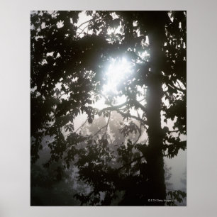 Pôster Luz solar da manhã através da folha da selva