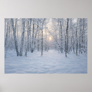 Poster Luz Solar de Inverno em Floresta de Bétulas Silenc