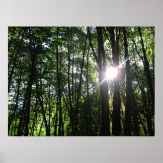 Pôster Luz Verde...