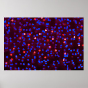 Poster Luzes de natal brilhantes. Folheto