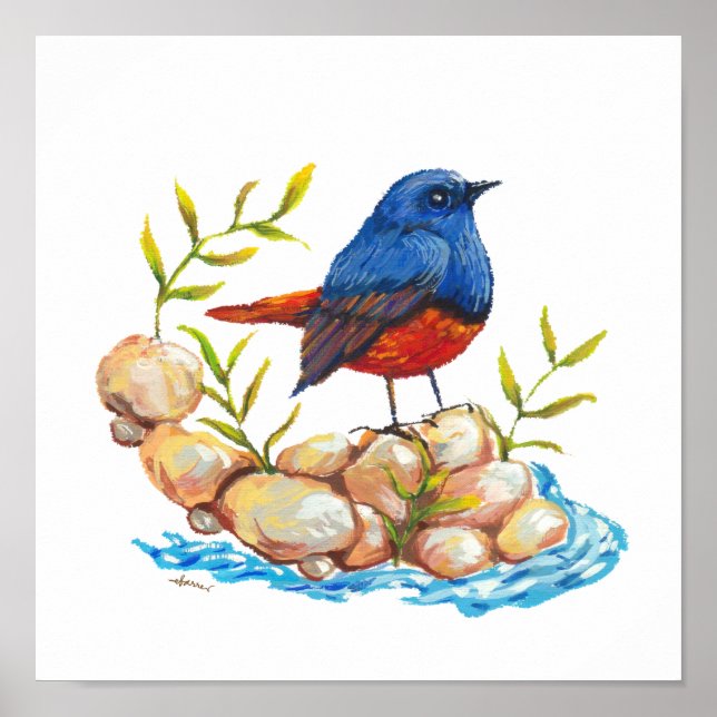 Poster Luzon Water Redstart Endemic Bird Filipinas (Frente)