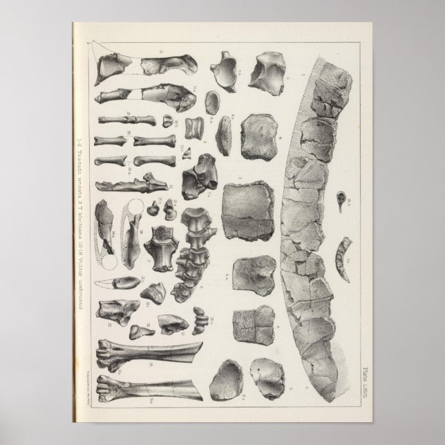 Poster LXVII Testudo, Vultur (Frente)