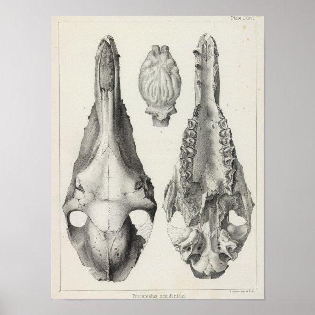 Poster LXXVI Procamelus occidentalis (Frente)