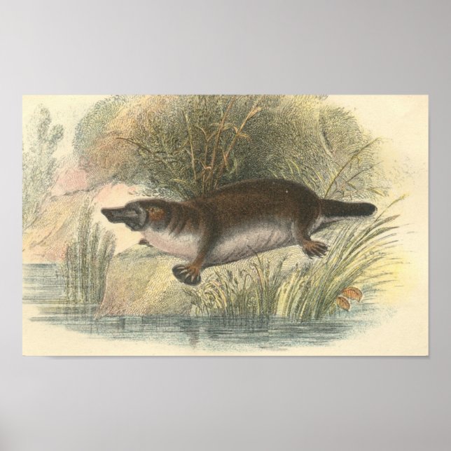 Pôster Lydekker - Portfolio de Platypus (Frente)