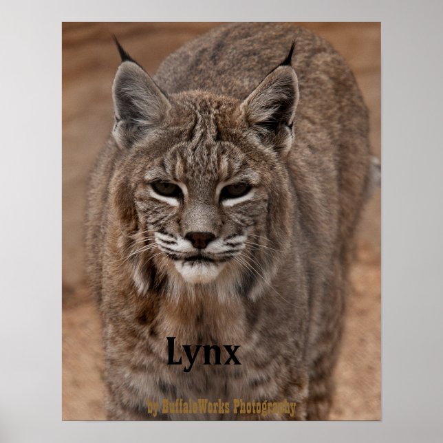 Poster Lynx 5214 (Frente)