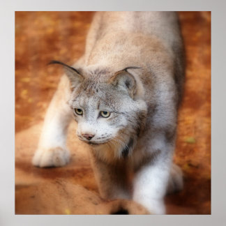 Poster Lynx canadense