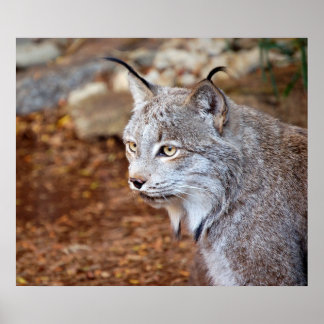 Pôster Lynx canadense
