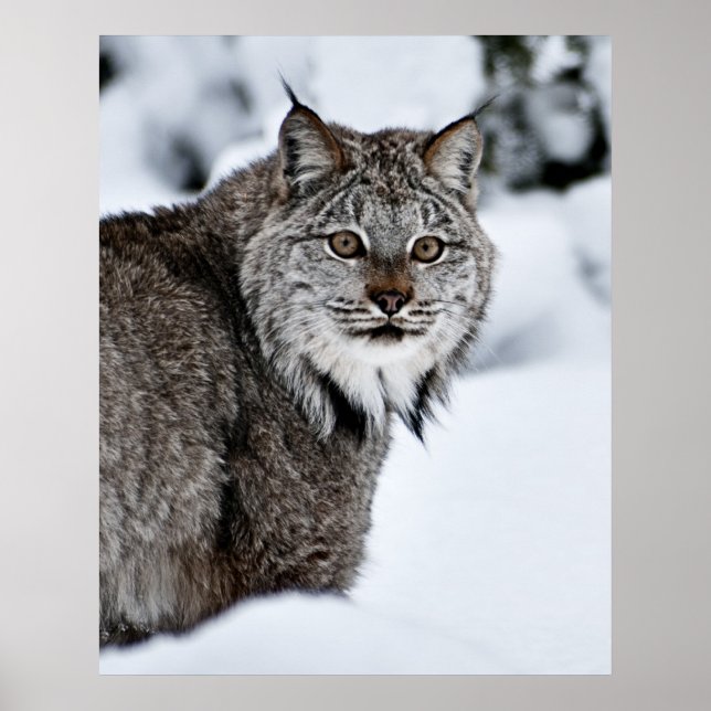 Poster Lynx canadense na neve (Frente)