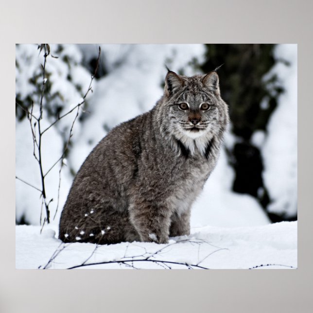Pôster Lynx canadense na neve (Frente)