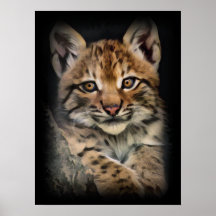 Lynx Cub