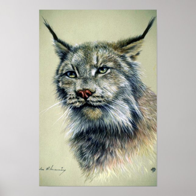 Poster Lynx (estudo de cabeça) (Frente)