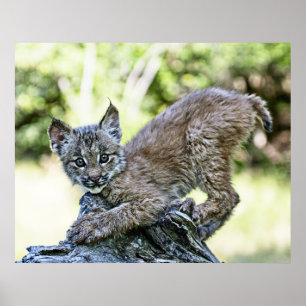Pôster Lynx Kitten canadense