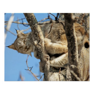 Pôster Lynx Malicioso