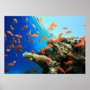 Pôster Lyretail anthias on coral reef