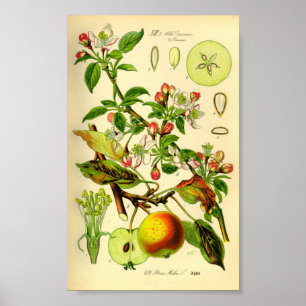 Poster Maçã (Pyrus malus)