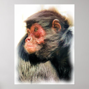 POSTER MACACA DE ARANHA