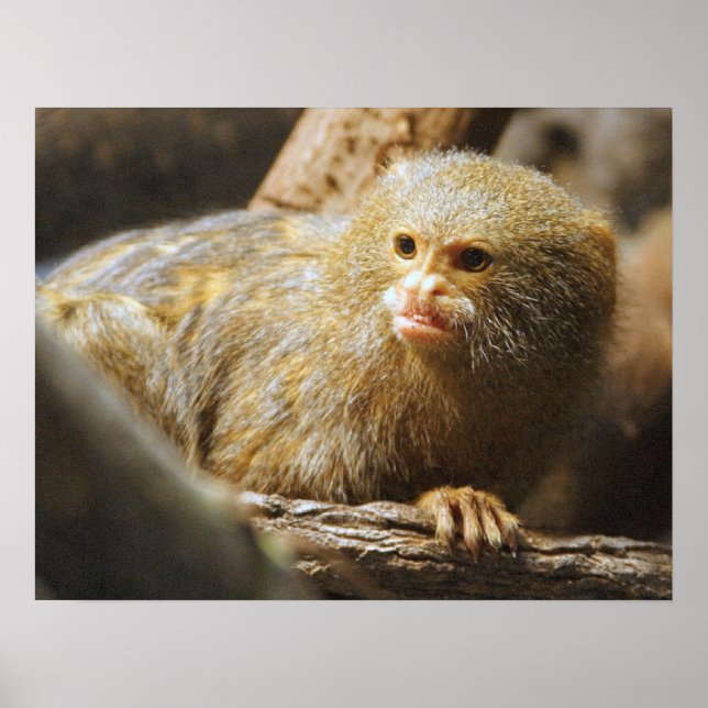 Poster macaco (Frente)