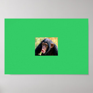 Pôster macaco
