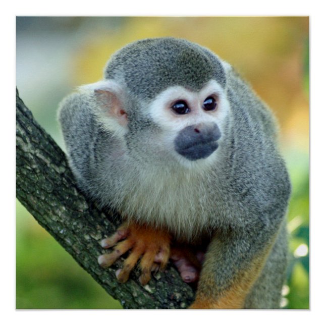 Pôster Macaco 004 (Frente)