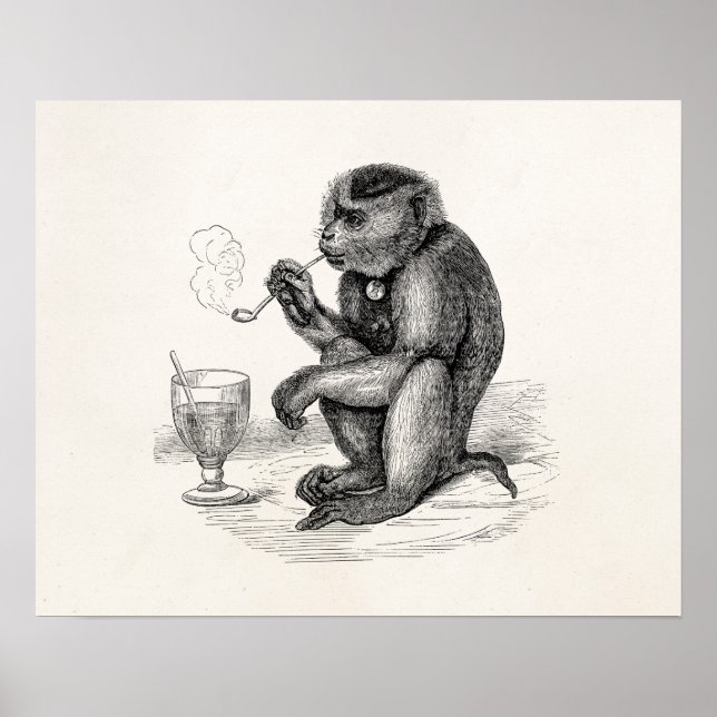 Pôster Macaco Antigo Fumando um Cachimbo Macacos  Animal (Frente)