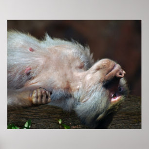 Poster Macaco apenas relaxa