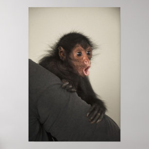 Macaco-aranha-de-cara-preta (Ateles paniscus) - Zoo de São…