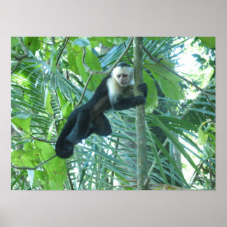 Pôster Macaco Capuchin